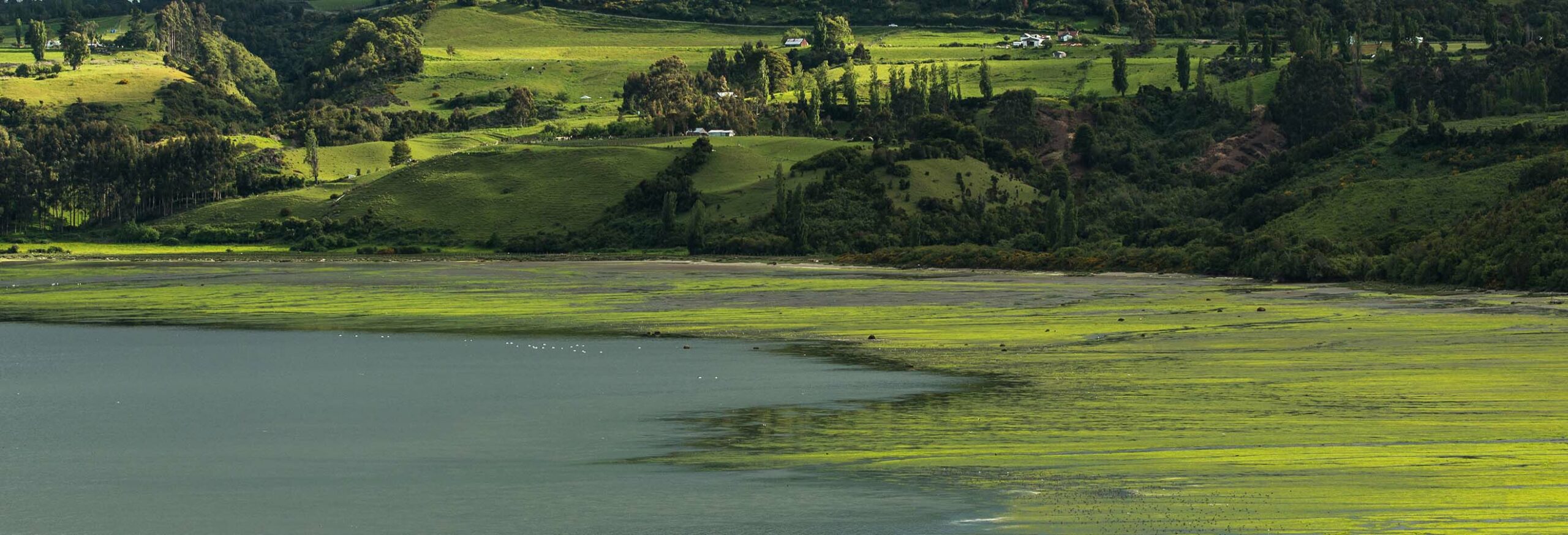 The wetlands view from one of the best luxury hotels in Chile.