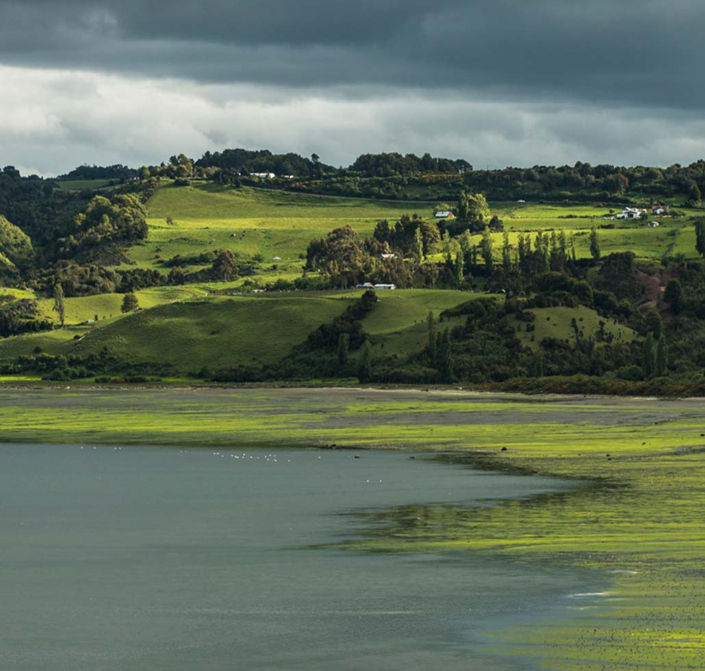 Wetland wonderland Left