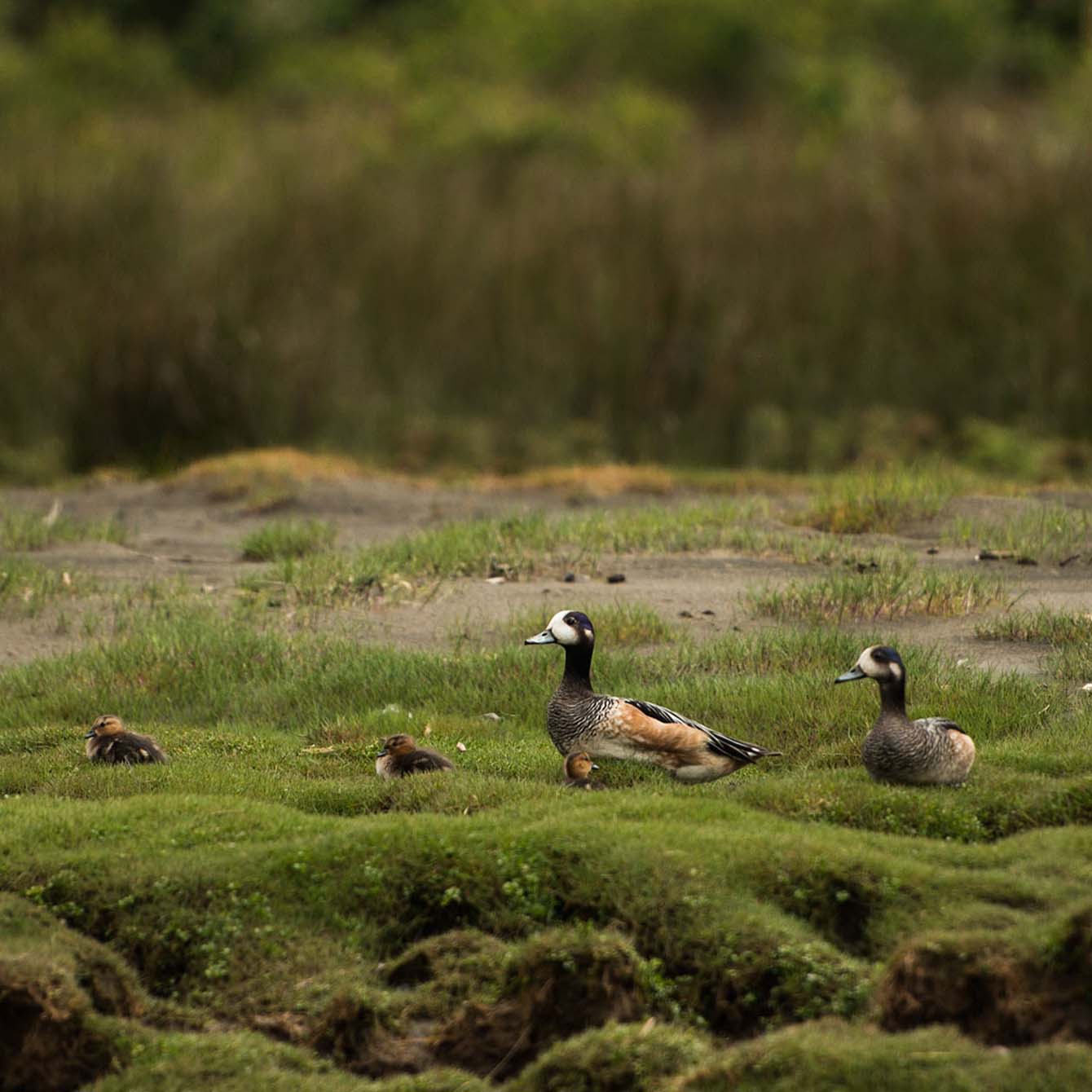 Wetland wonderland Right
