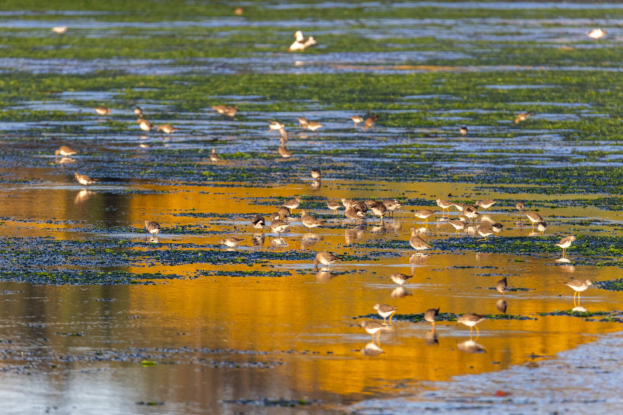 cada-verano-alaska-nos-manda-un-visitante