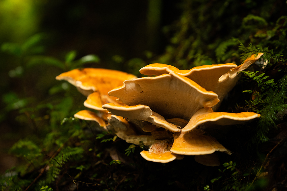 habitantes-silenciosos-da-floresta-o-reino-fungi-em-chiloe